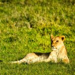 5 Days Best Kenya Safari Masai Mara, Nakuru and Amboseli