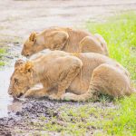 3 Days Wild Samburu Special Five Safari Experience