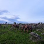 4 Days Perfect Tanzania Safari Serengeti and Ngorongoro Crater