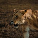 5 Days Kenya Tour Safari Samburu National Reserve and Meru National Park